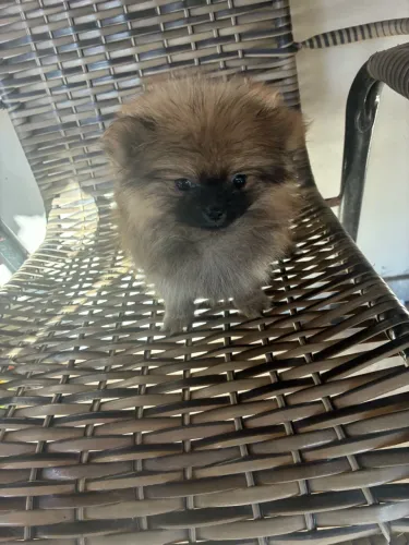 Lulu da pomeranea