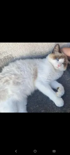 Gatinha siamesa para adoção responsável
