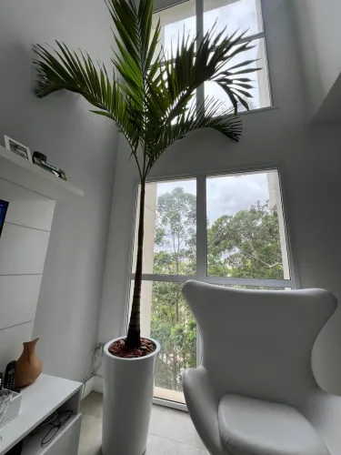 Palmeira natural Grande com Vaso Branco