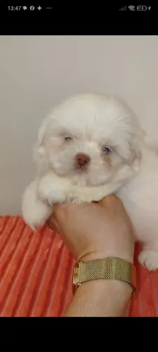 Shih tzu fêmea