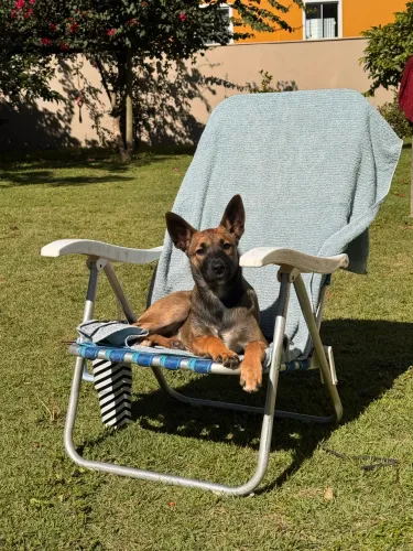 Cadela disponível para doação 6 meses 