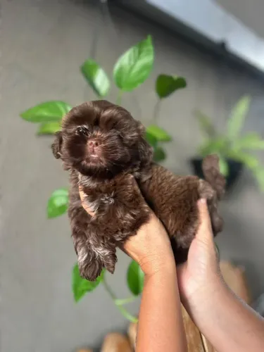 Filhote chocolate Shitzu machinho ( Raça pura)