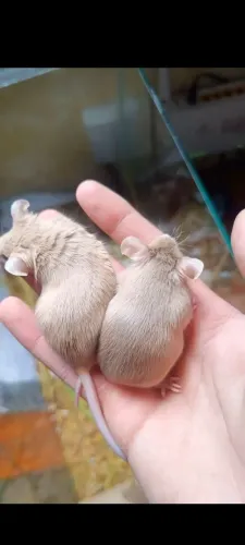 Camundongos