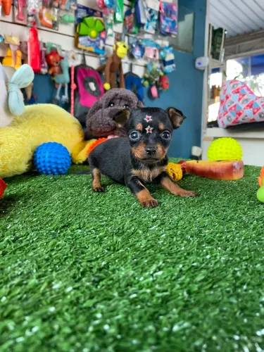 Fêmea preto e canela disponível 