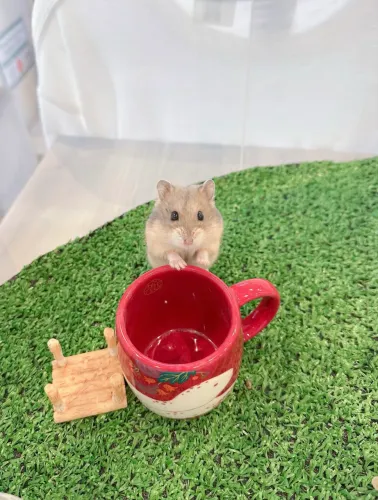 Hamster Anão Russo 
