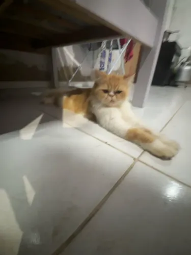 Gatos persa