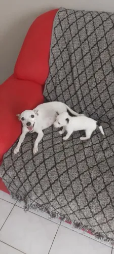 Vendo filhote MACHO, valor 1500 reais 