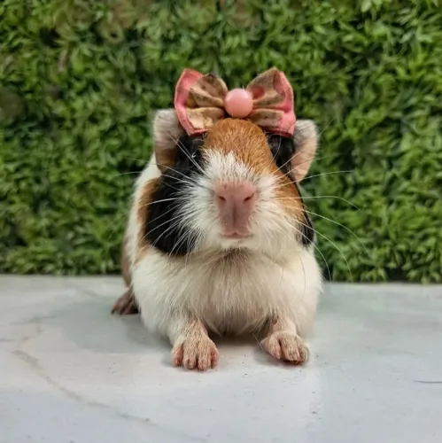 Porquinho da india