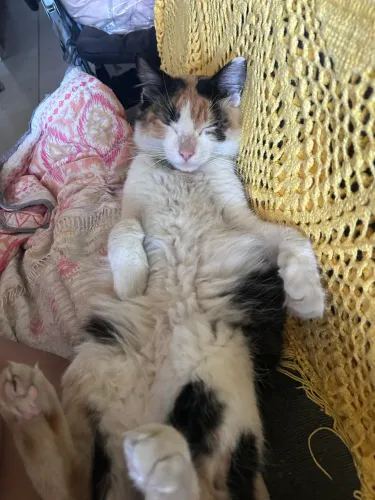 Gatinha tricolor para adoção