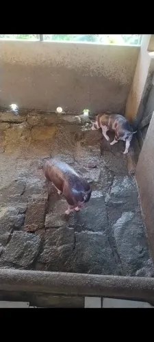 Casal Pietran pra reprodução