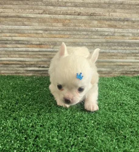 Filhote Chihuahua macho