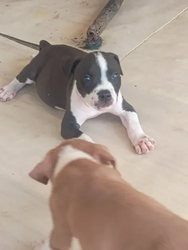 Cachorro 