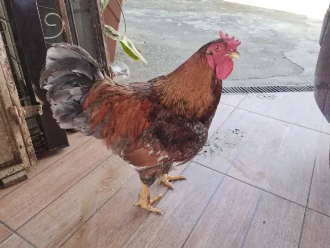 Galos e galinhas Caipirão