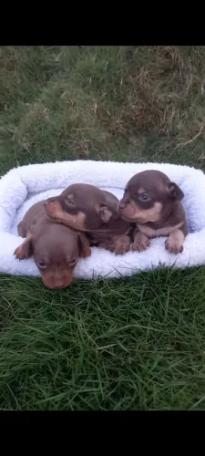FILHOTES PINSCHER MARROM