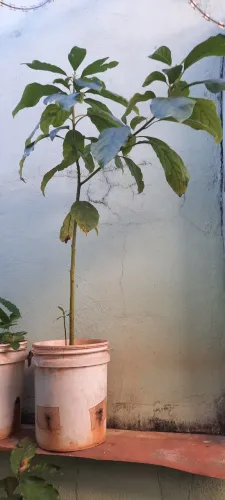 Pé de Abacate 80 cm.
