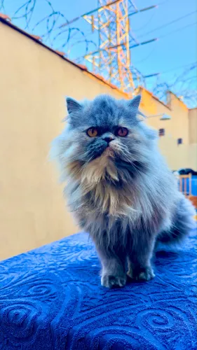 Gata Persa Cinza (Azul) - Fêmea - 6 Meses