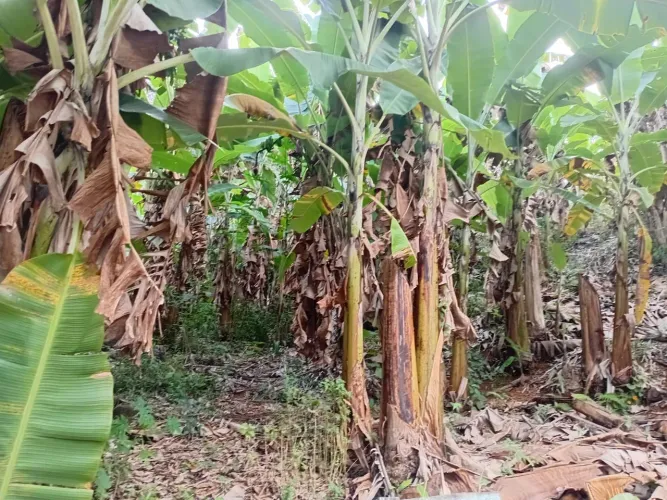 Terreno localizado em roda d'água cariacica 