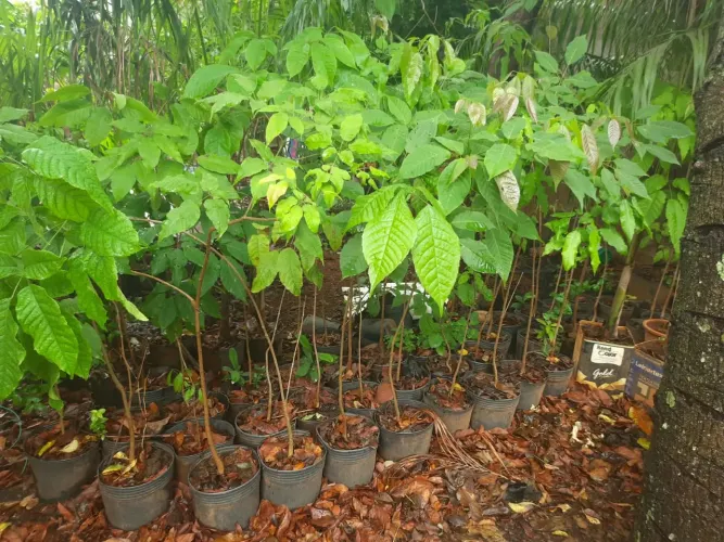 Árvore ipê roxo 70 mudas por 10 reais cada, ótimo preço