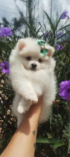 Lulu da pomeranea com 48 dias vermigado