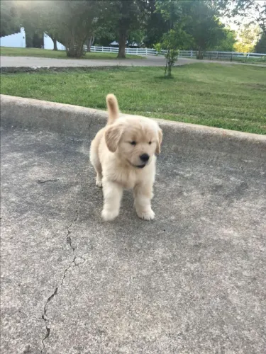 Golden O amigo ideal para quem valoriza lealdade