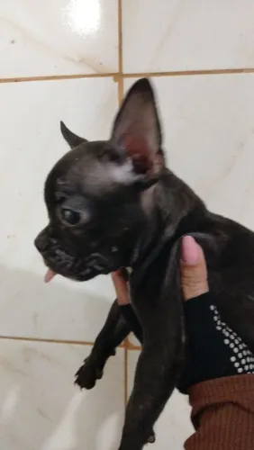 Filhote de Bulldog franceses