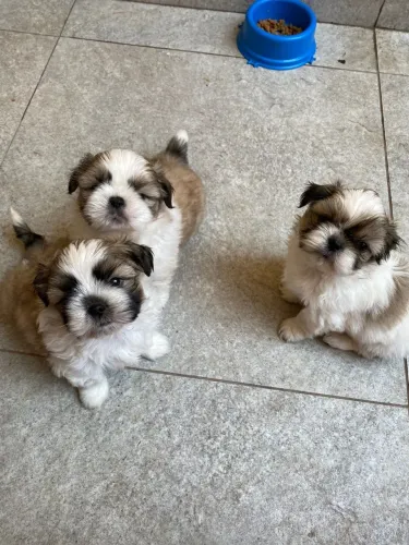 Mini shih tzu puros fêmeas e machos