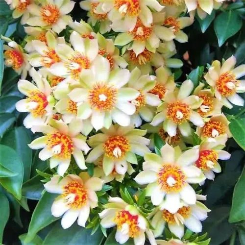 Muda de ora pro nobis flor branca