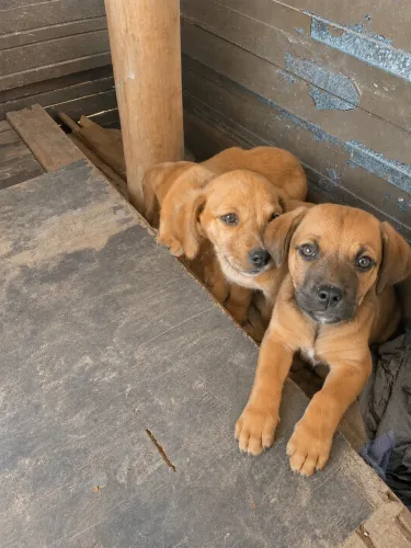 Três lindas filhotinhas para adoção 