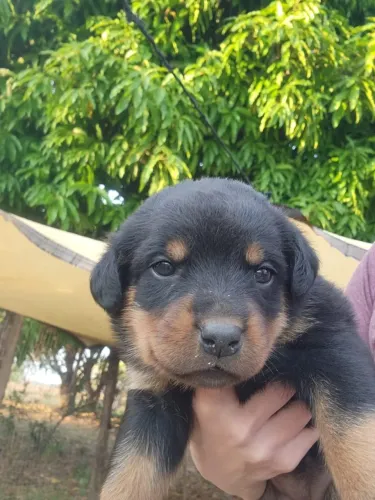 Filhotes de Rottweiller