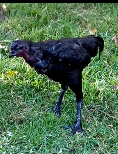 Raça tuzo negro também ganoi  galinha 