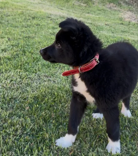 Filhote Border Collie 