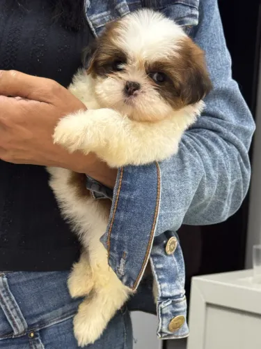 Shihtzu
