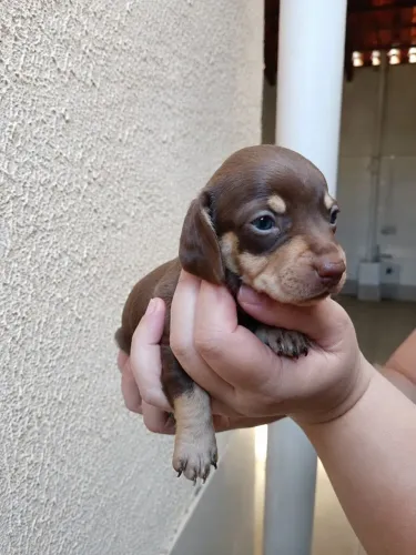 Dachshund Chocolate - Fêmea