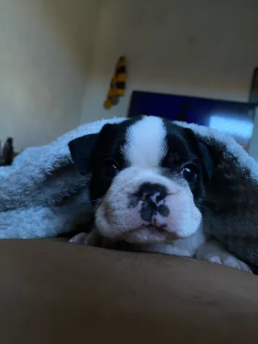 Buldogue francês (vender hoje)