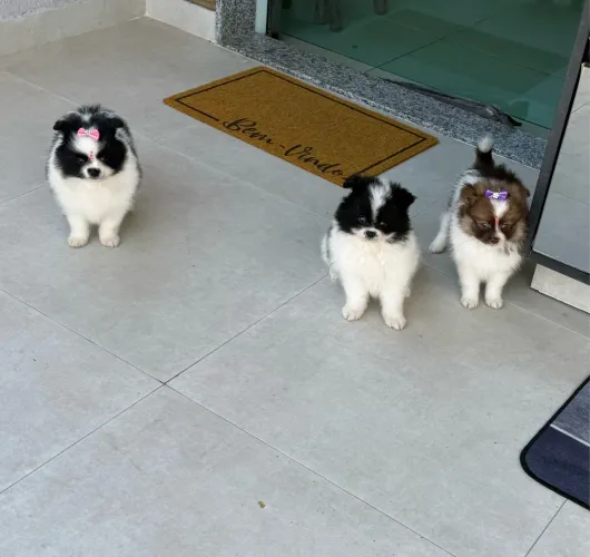 Lulu da Pomerania anãozinhos menino e meninas ac cartão