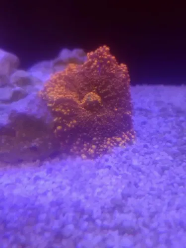 Aquario marinho