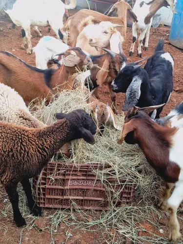Cabras e cabritos 
