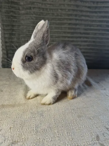 Coelho netherland pet