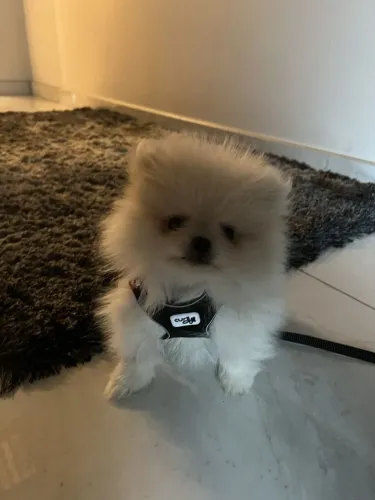 Lulu da Pomerânia ursinho