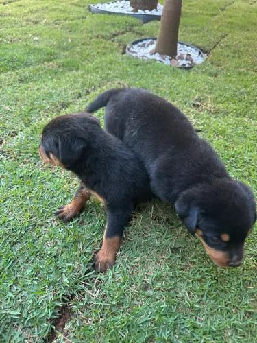 Vendo Filhotes rottweiler cabeça de touro puros,macho e fêmea 40 dias de vida.
