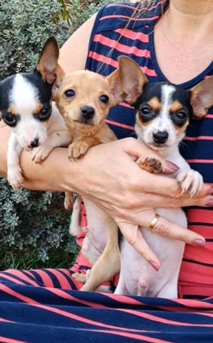 Pinscher
