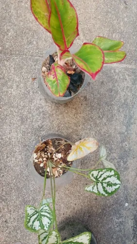Plantas 
