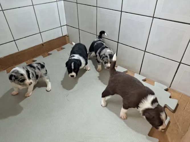 Vende border collie 