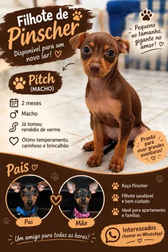 PINSCHER À VENDA!