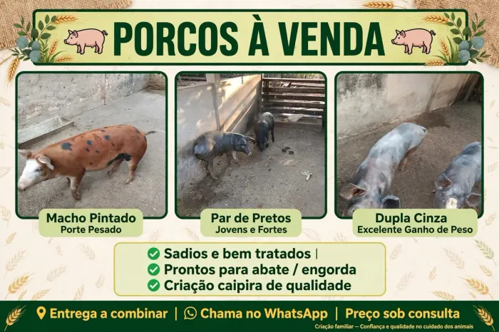 Porcos