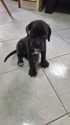 Cane Corso