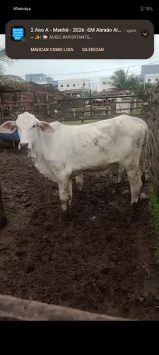Garrota Nelore