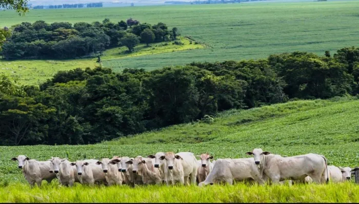 Fazenda à venda em Londrina