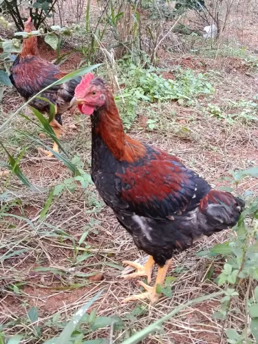 Frango balão Sertanejo GSB