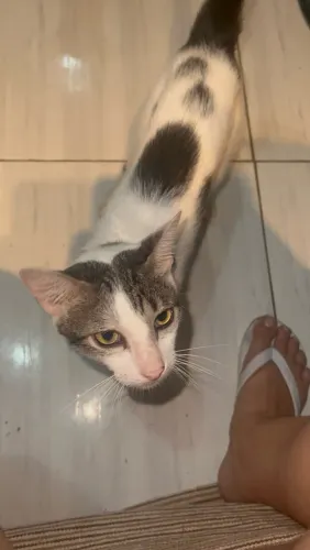 Doação de gato